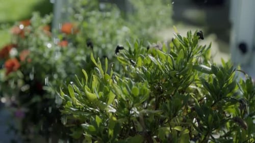 Watering Lush Green Garden Plants in Sunlight