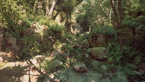 A Forest Filled with Lots of Trees and Rocks