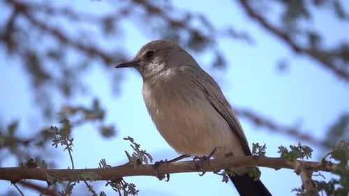 Blackstart on acacia tree branch close up