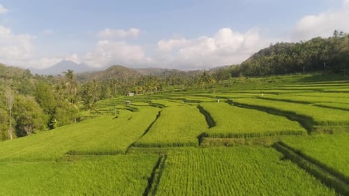Rice Terraces and Agricultural Land in Indonesia