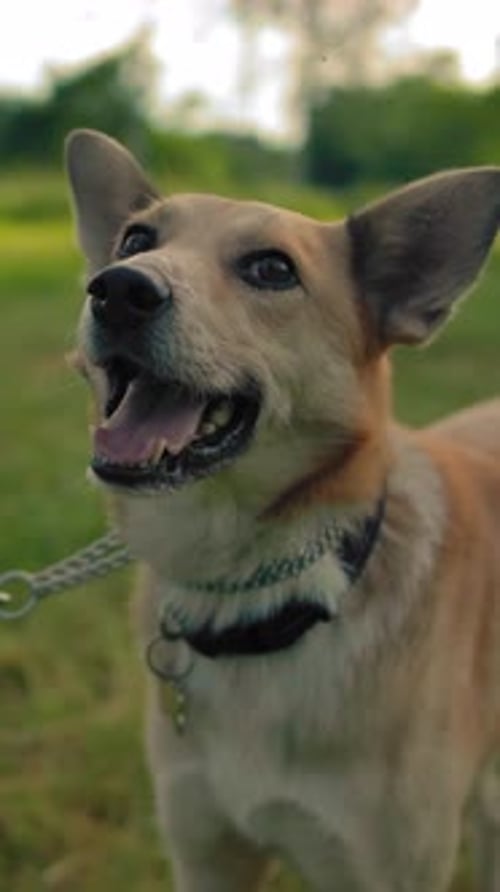 Vertical of Mongrel Dog on a Leash in the Park The Doggy Wags Its Tail and Smiles Close to Dog's