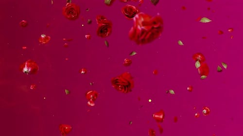 Fallende rote Rose 02 4K