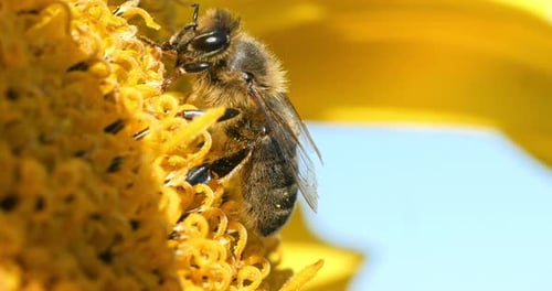 Honey Bee, apis mellifera, Adult Foraging on Sunflower, Pollinisation act, Bee Hive in Normandy