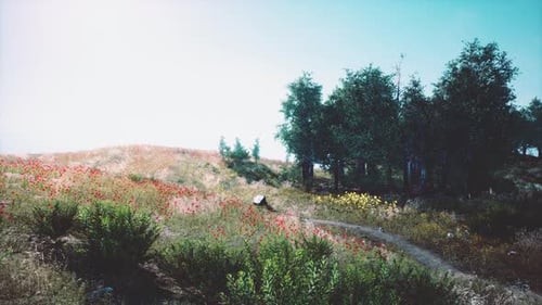 Tree Forrest in the Mountains
