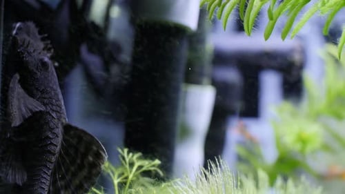 Plan statique serré au ralenti d'un mangeur d'algues. Ancistrus mange des algues sur un verre d'aquarium
.
