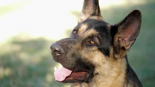 Cão
pastor alemão de raça pura descansando na grama em câmera lenta. Clima de verão com animais domésticos