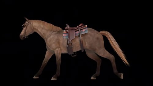 Horse with Tack Horse with Gallop Run