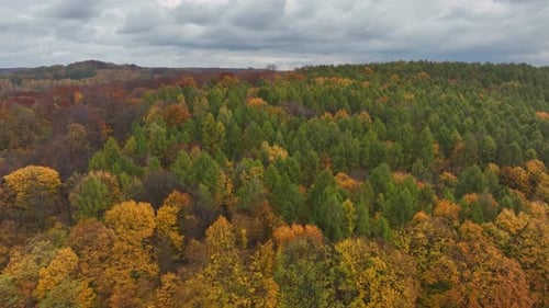 Aerial fly over autumn mountain forest with golden yellow leaf trees and green firs