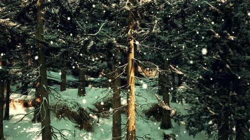 A Winter Wonderland in a Dense Forest with Snowcovered Trees