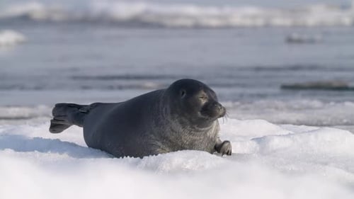 Alone Serene Seal Moving on Floating Ice Floe in the Water Looking Around