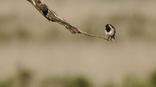 European stonechat bird standing on dry branch tree, selective focus, day