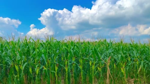 fresh and beautiful view of the corn fields during the day