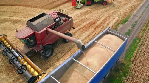 Combine Harvester Unloading Grain into Truck from Above