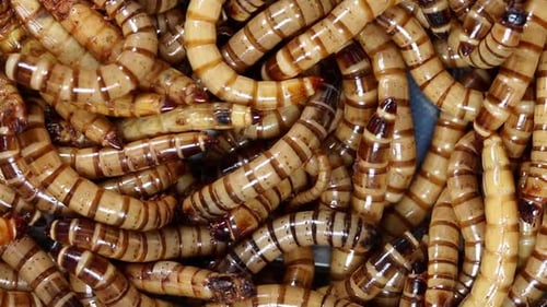 A large pile of Giant Mealworms or Morios. These are the larvae of the Darkling Beetle and are used