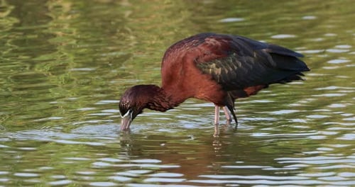 Glossy ibis, Plegadis falcinellus, Camargue, France