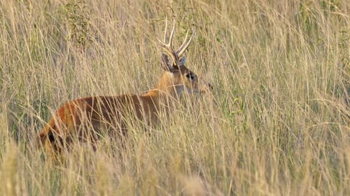 Alert Marsh Deer stag in tall grass of marsh area in Pantanal; profile