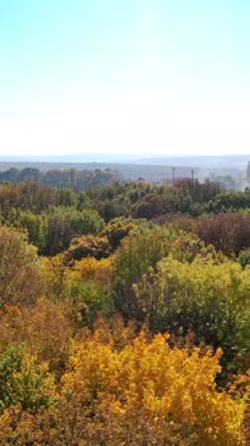 Colored forest in autumn. Vertical video