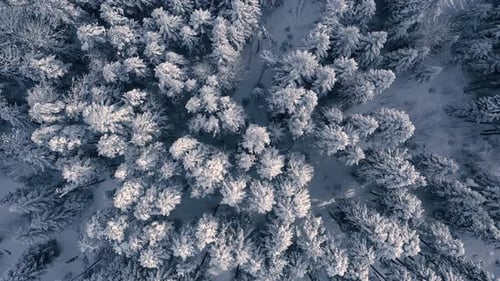 Beautiful snow scene forest in winter. Flying over of pine trees covered with snow.