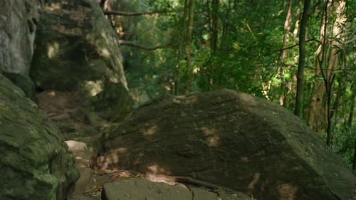 Schatten von Baumblättern tanzen auf einem großen Felsen in einem dichten Wald Sonnenlicht durchdringt das Laub