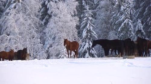 Horses Eating in Snowy Winter Landscape