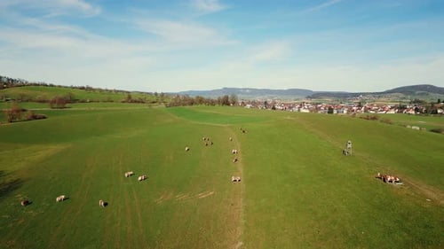 Herd of cows grazing on green hill in Switzerland