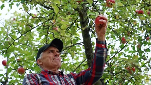 Älterer Mann sammelt Apfelernte in seinem Obstgarten. Niedriger Blickwinkel. Biologische Obsternte.