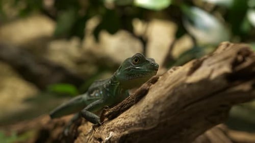 Reptil ruht und schaut sich auf einem Ast mit Laubhintergrund um. Stativ 4k