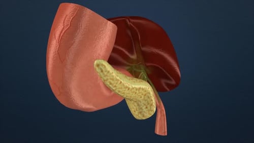 3D Animation of Human Liver, Gallbladder, and Pancreas Anatomy