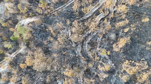 Black Dead Vegetation Burnt Down After Forest Fire Destroyed Florida Jungle Woods Ground Covered