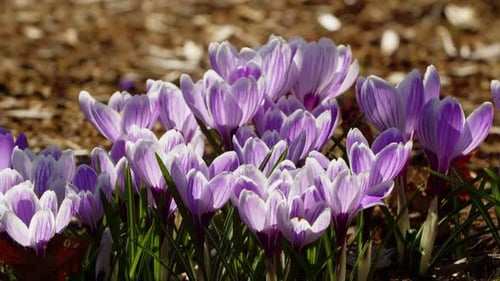 Spring Wildflowers Crocuses Bloom in the Park