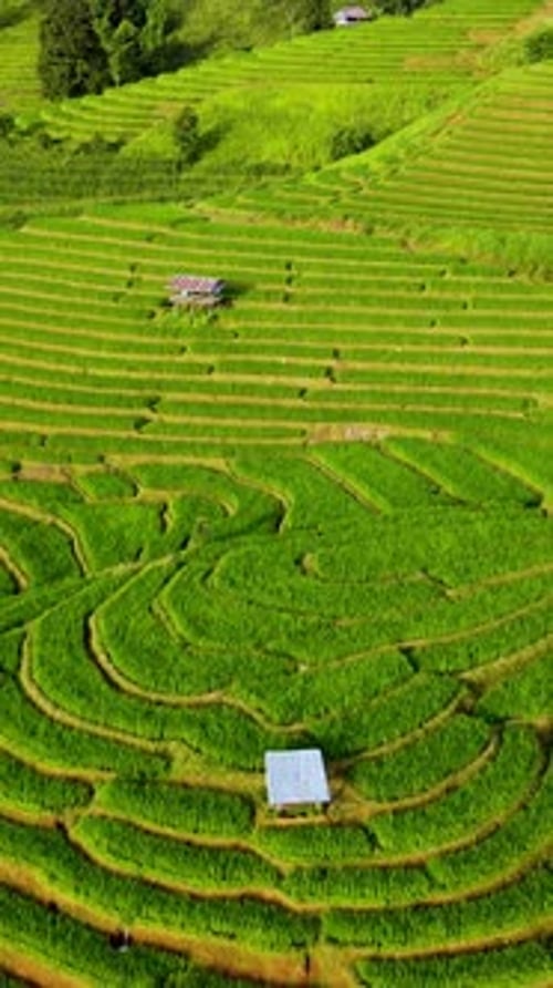 Explorando los exuberantes campos de arroz de Chiang Mai en medio de paisajes serenos y vegetación vibrante