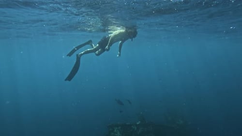 Male free diver in the blue ocean, looking for the liberty shipwreck and exploring under water world