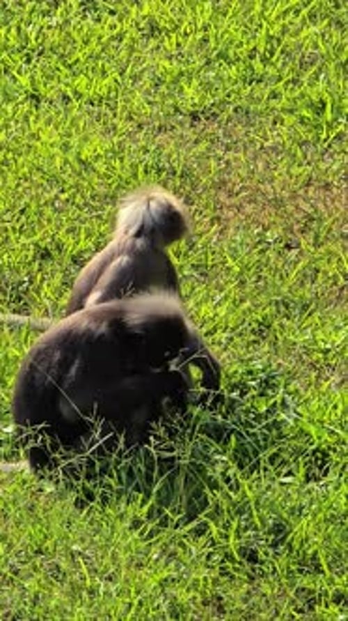 À la découverte du caractère ludique des singes dans les paysages verdoyants de la Thaïlande