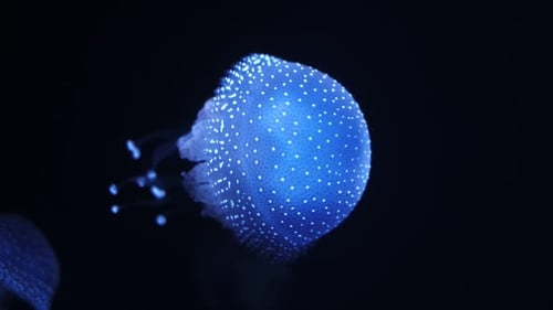 Illuminated Jellyfish Swimming in Dark Ocean