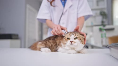Close up of female veterinarian examine kitten at veterinary clinic.