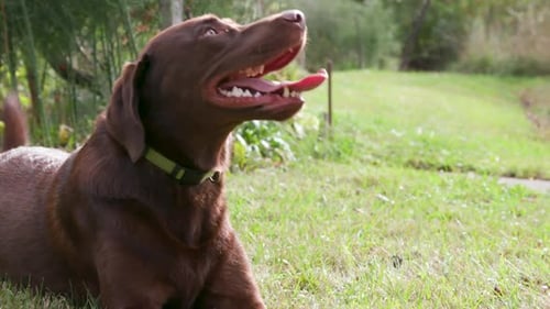 Chocolate Labrador Retriever Dog Lying on Grass