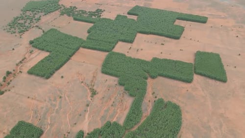 Aerial View of Tree Plots in Rural Landscape