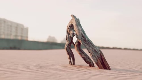 Piece of an Old Root is Lying in the Sand of the Beach