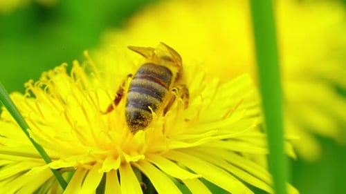 Honey Bee Gathering Pollen on Dandelion Flower