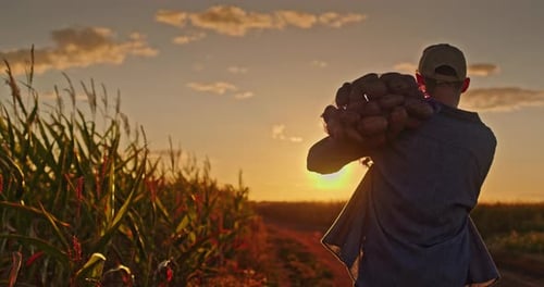 Silhouette of a Farmer Walking Along a Dirt Road at Sunset Carrying a Sack of Potatoes with