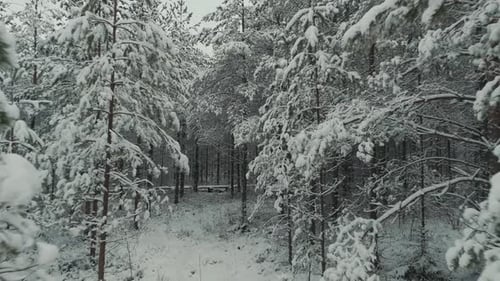 Early and Cold Winter Evening With a Snowy Forest.