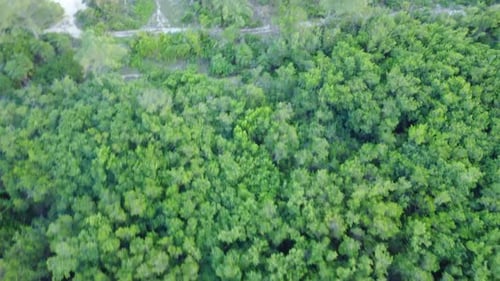 the beauty of nature from above, featuring a lush forest, serene beach, and majestic ocean views. Pl