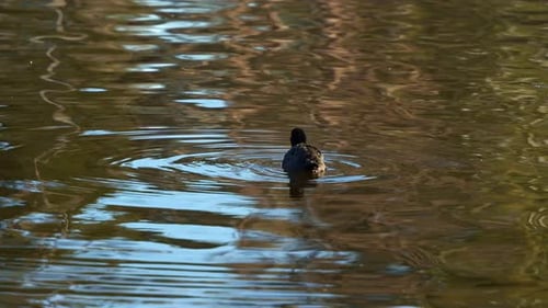 Blässhühner (Fulica atra), schwimmt und schwimmt auf dem plätschernden Süßwassersee, putzt und wächst