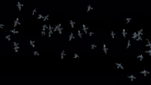 Animated Flock of Realistic Birds Flying