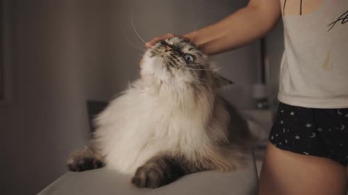 Adult Pets Relaxed Cat in Home Setting