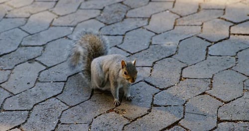 Un écureuil gris duveteux en alerte sur une allée pavée