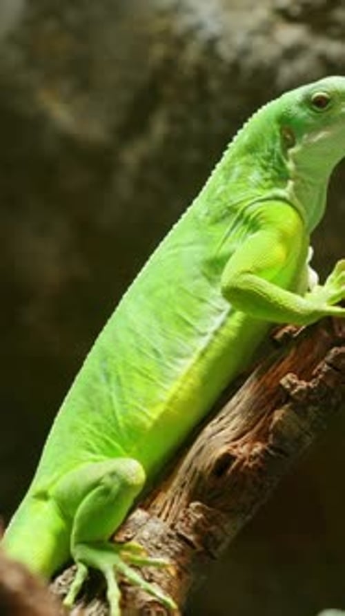 Iguane bagué des Fidji grimpant sur une branche d'arbre
