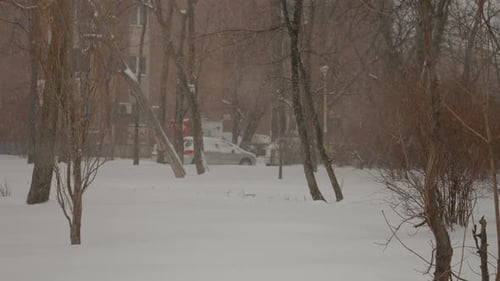 Snow Falling on Trees and Ground in Urban Park