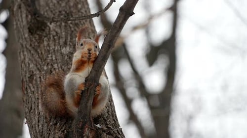 Squirrel Eating on Tree Branch in Winter