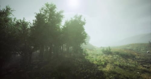 Misty Morning in a Serene Forest Landscape with Soft Sunlight Filtering Through